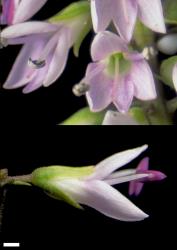 Veronica pubescens subsp. rehuarum. Flowers. Scale = 1 mm.
 Image: W.M. Malcolm © Te Papa CC-BY-NC 3.0 NZ